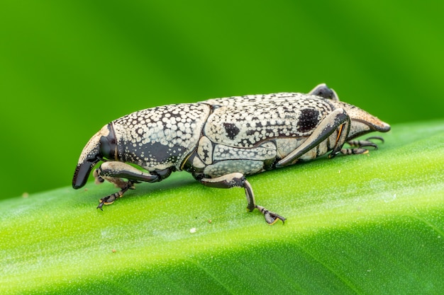 Schöner Rüsselkäfer (Curculionoidea) auf grünen Blättern