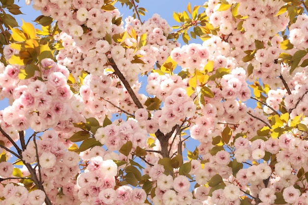 Schöner Sakura-Baum am sonnigen Frühlingstag