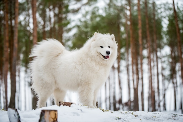 Schöner Samojede weißer Hund sitzt im Winterwald, Carnikova in der Ostsee