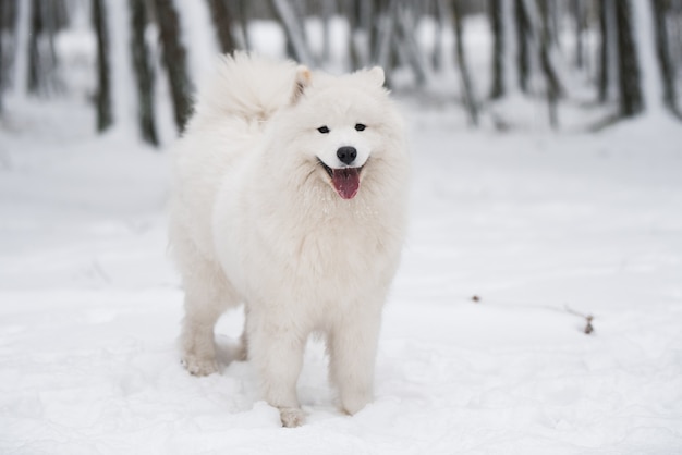 Schöner Samojede weißer Hund sitzt im Winterwald, Carnikova in der Ostsee