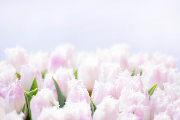 Schöner sanfter Frühlingsblumenhintergrund aus speziellen weißrosa Tulpen mit einem Schnittrand der Blätter