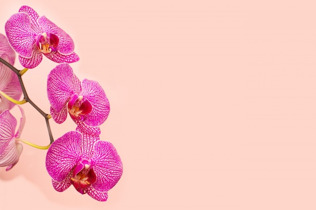 Schöner sanfter Orchideenblumenkopf auf rosa Hintergrund.