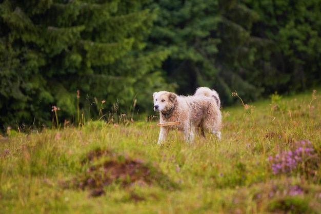 Schöner Schäferhund im Wald