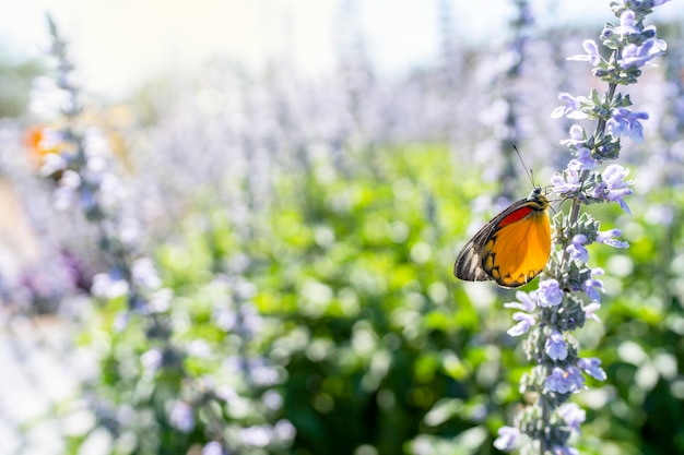 Schöner Schmetterling auf blauer Salviablüte vor sonnigem Hintergrund