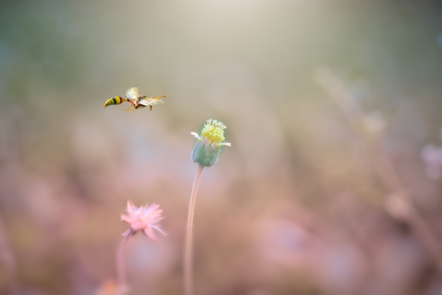 schöner Schmetterling auf Blume im tropischen Garten