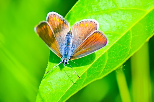 Schöner Schmetterling auf einer Blume