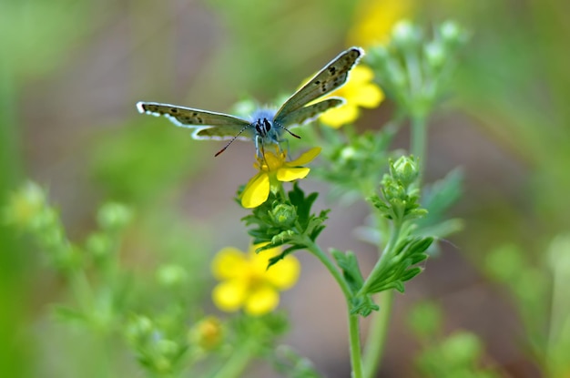 Schöner Schmetterling auf einer Blume