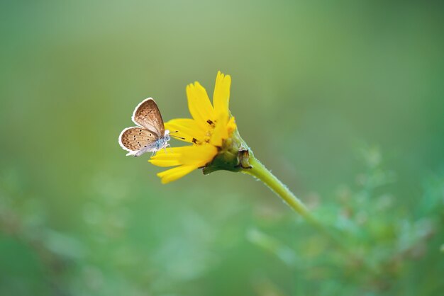 schöner Schmetterling auf Naturhintergrund