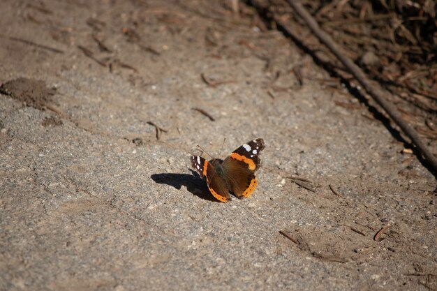 schöner Schmetterling aus nächster Nähe orangefarbener Schmetterling auf dem Boden an einem sonnigen Tag