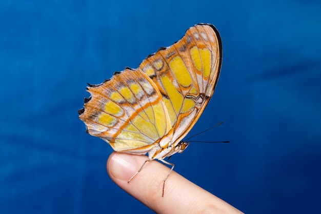 Schöner Schmetterling, der auf dem Finger einer Frau sitzt