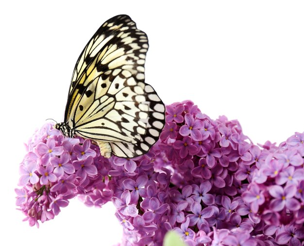 Foto schöner schmetterling, der auf lila blumen sitzt, isoliert auf weiß