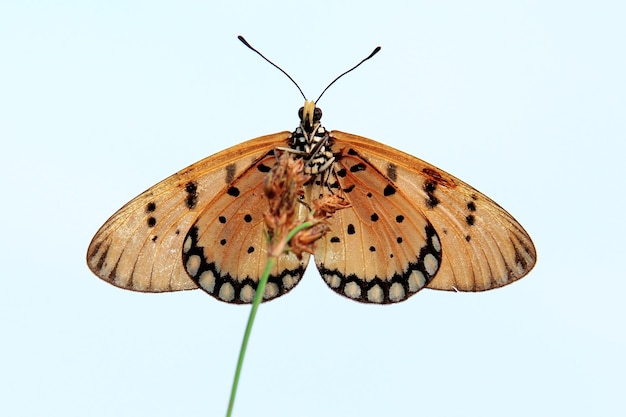 schöner Schmetterling im Buschblatt zur Frühlingszeit