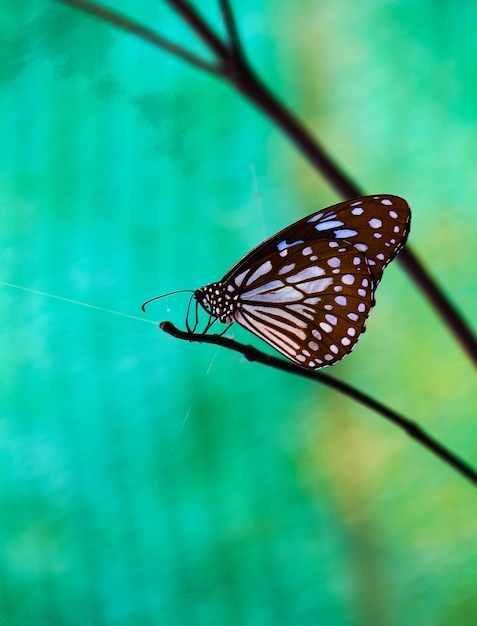 Schöner Schmetterling im Garten