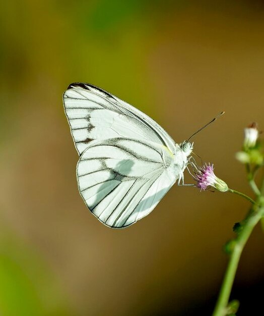 Schöner Schmetterling in der Natur Naturbilder Schönheit in der Natur Frische Fotografie