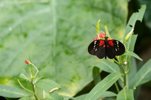 Schöner Schmetterling, Insekt auf grünem Naturhintergrund, fotografiert am Schmetterlingshaus,