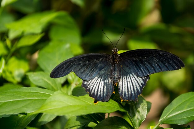 Schöner Schmetterling, Insekt auf grünem Naturhintergrund, fotografiert am Schmetterlingshaus,