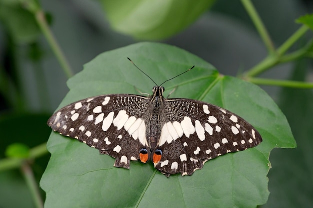 Schöner Schmetterling mit ausgebreiteten Flügeln sitzt auf einem grünen Blatt in der Sommer-Nahaufnahme-Makrofotografie