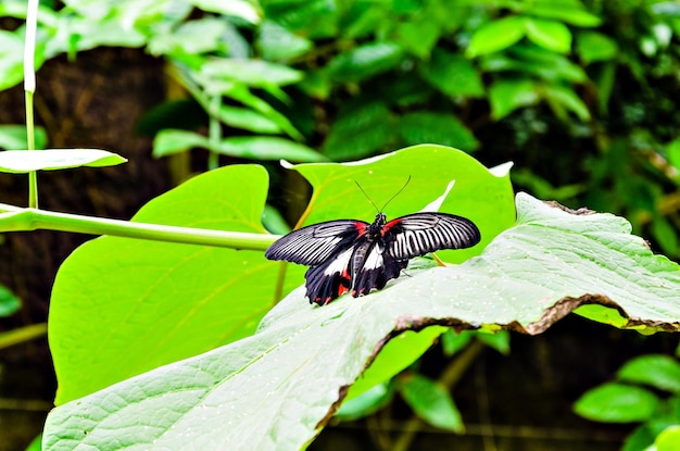 Schöner Schmetterling Papilio Rumanzovia auf grünen Blättern.