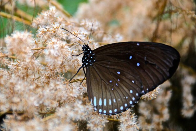 Schöner Schmetterling ruht auf bunten Blumen