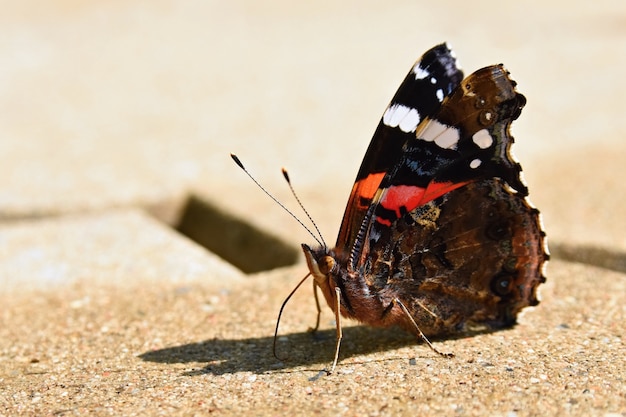 Schöner Schmetterling sitzt auf dem Boden. (Vanessa atalanta Linné)