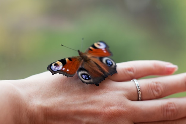 Schöner Schmetterling Tagpfauenauge