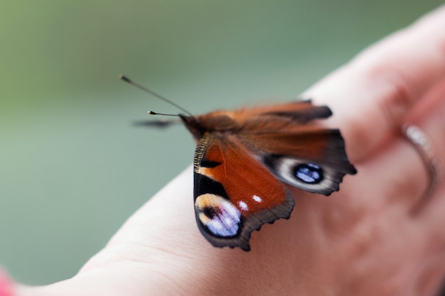 Foto schöner schmetterling tagpfauenauge