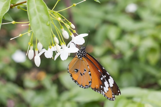 Schöner Schmetterling wählen Sie den Fokus aus