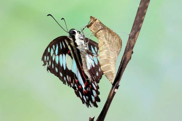 Schöner Schmetterling wiedergeboren auf Stiel mit unscharfem Hintergrund Nahaufnahme