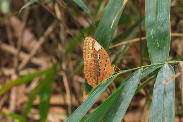 Schöner Schmetterling