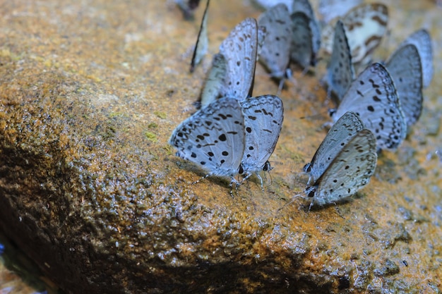 Foto schöner schmetterling