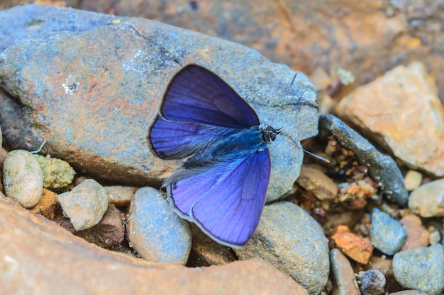 Schöner Schmetterling