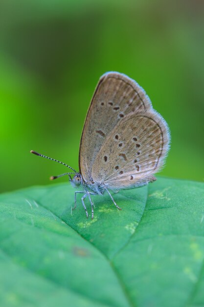 Schöner Schmetterling