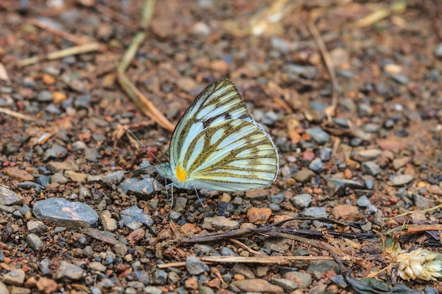 Schöner Schmetterling