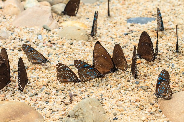 Schöner Schmetterling