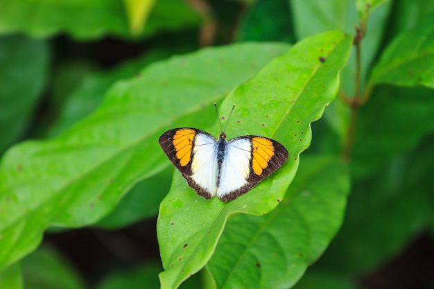 Schöner Schmetterling