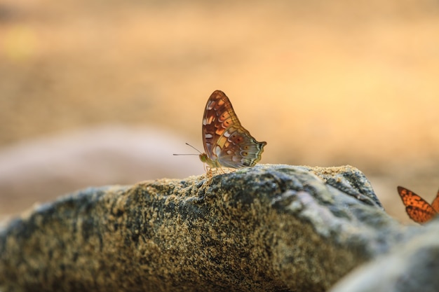 Schöner Schmetterling