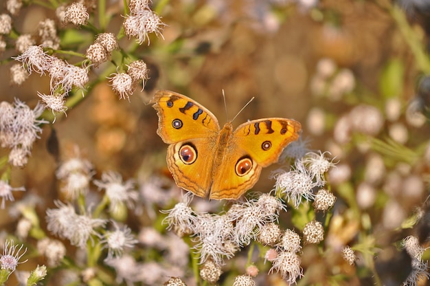 Schöner Schmetterling