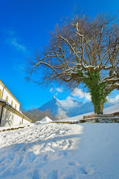 Schöner schneebedeckter moosiger Baum in der Nähe des Schlosses Greyerz inmitten der grünen Voralpen von Fribourg, Schweiz