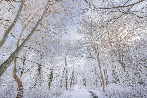 Schöner schneebedeckter Wald im Winter, schneebedecktes Winterlandschaftspanorama