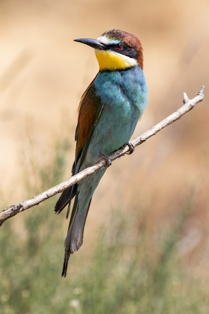 Schöner Schuss eines Bienenfresservogels, der auf einem Ast im Wald thront