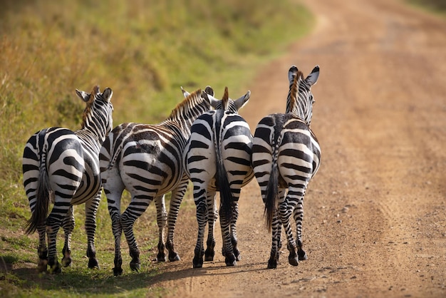 Schöner Schuss von vier gehenden Zebrahintern Masai Mara Kenia