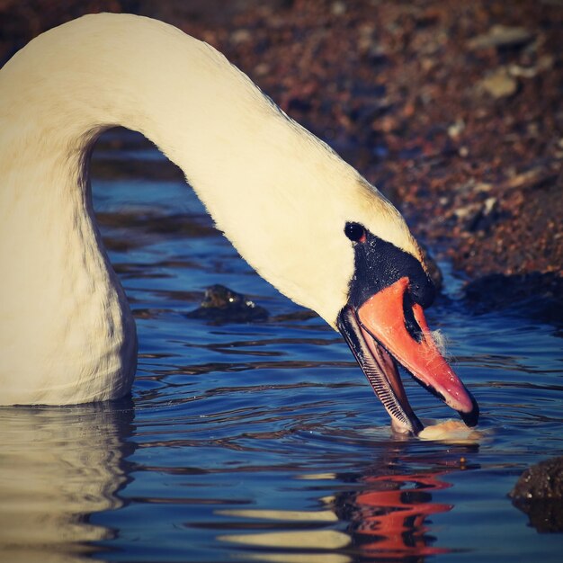 Schöner Schwan am Teich Schöner naturfarbener Hintergrund mit wilden Tieren