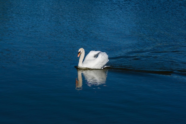 Schöner Schwan schwimmt auf dem See