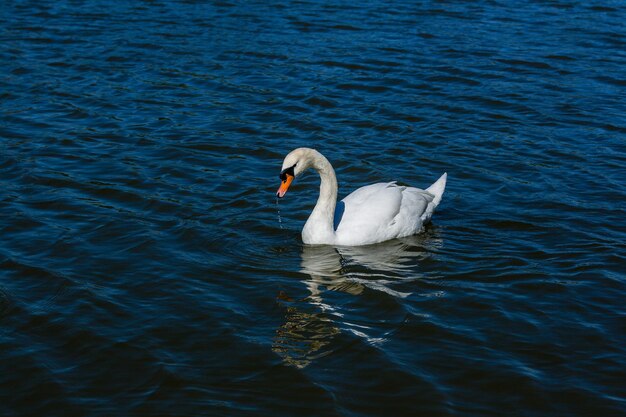 Schöner Schwan schwimmt auf dem See