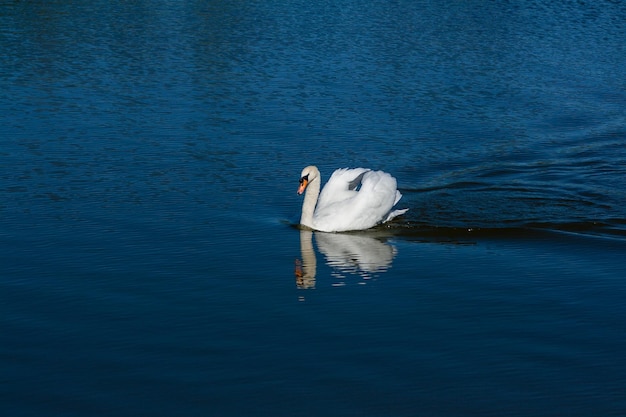 Schöner Schwan schwimmt auf dem See