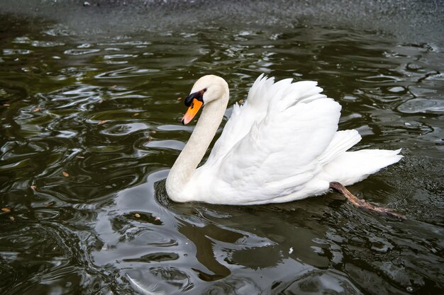 Schöner Schwanenvogel mit weißer Feder und Schnabel schwimmen im Seewasser im Zoo oder in der Tierwelt auf natürlichem Hintergrund