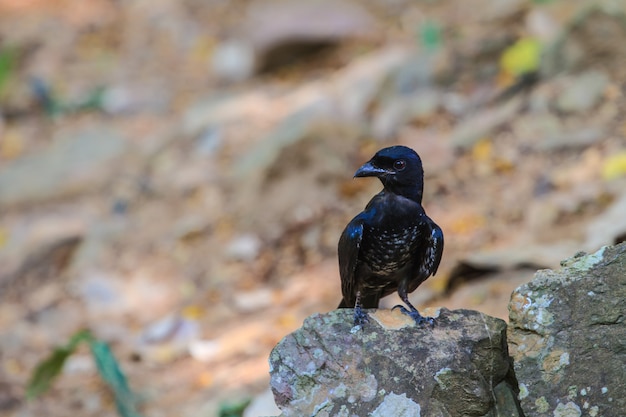 Schöner schwarzer Drongo im Wald