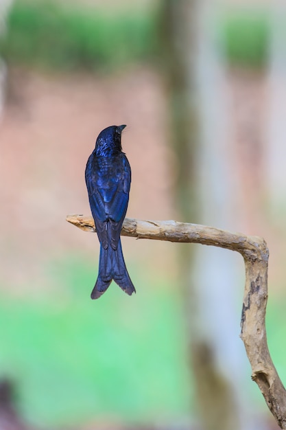 Schöner schwarzer Drongo im Wald