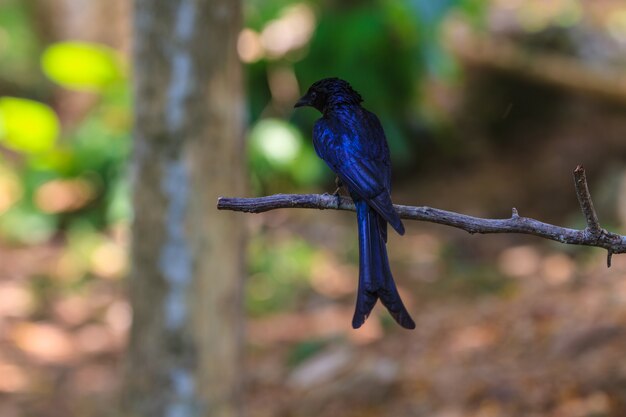 Schöner schwarzer Drongo im Wald