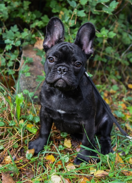 Schöner schwarzer französischer Bulldoggenwelpe nah oben auf Naturherbsthintergrund